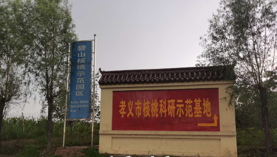 孝義農(nóng)產(chǎn)品大市場丨力爭讓孝義核桃插上翅膀，飛向全國！